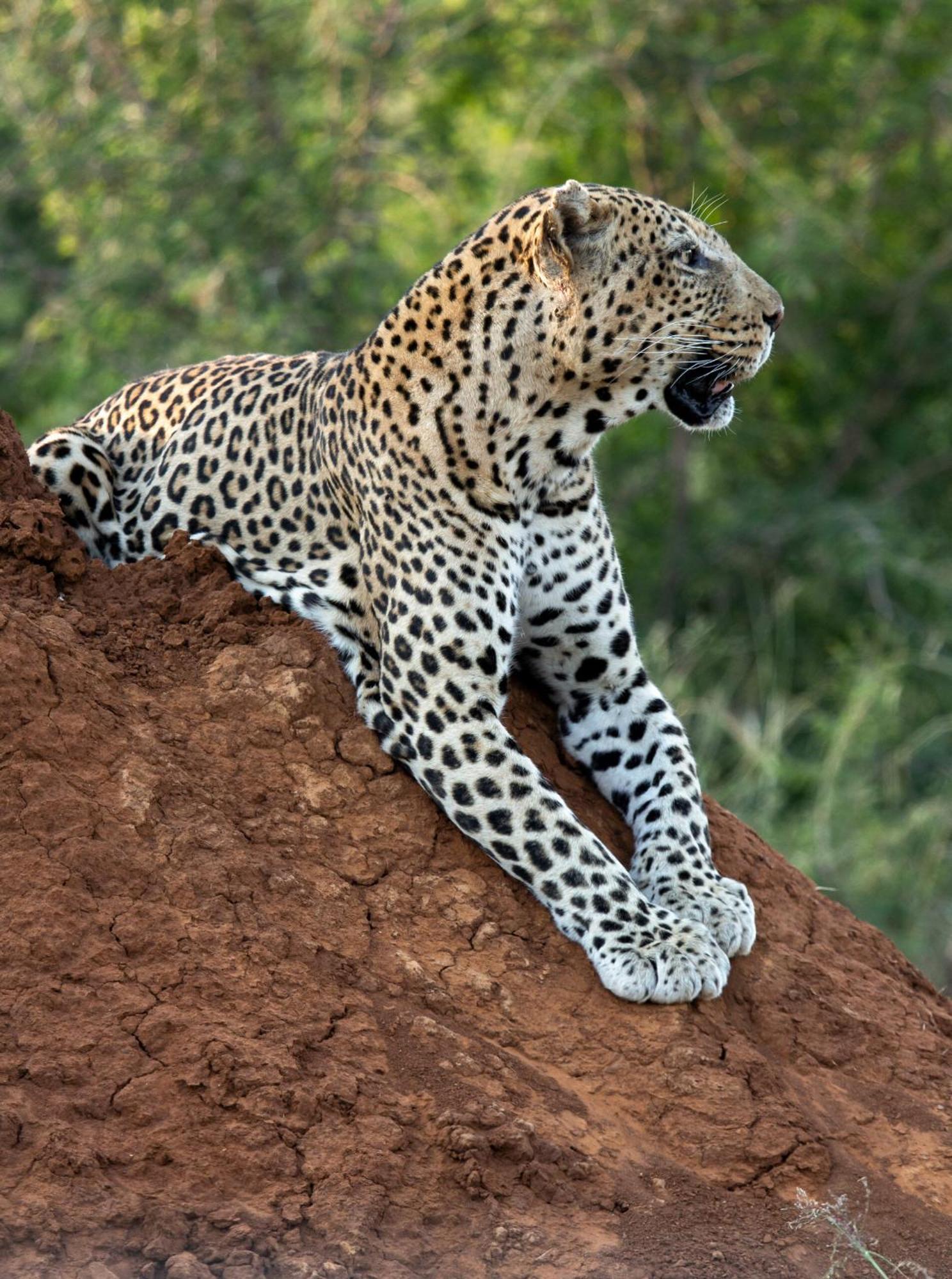 Tuningi Safari Lodge Madikwe Game Reserve Eksteriør bilde