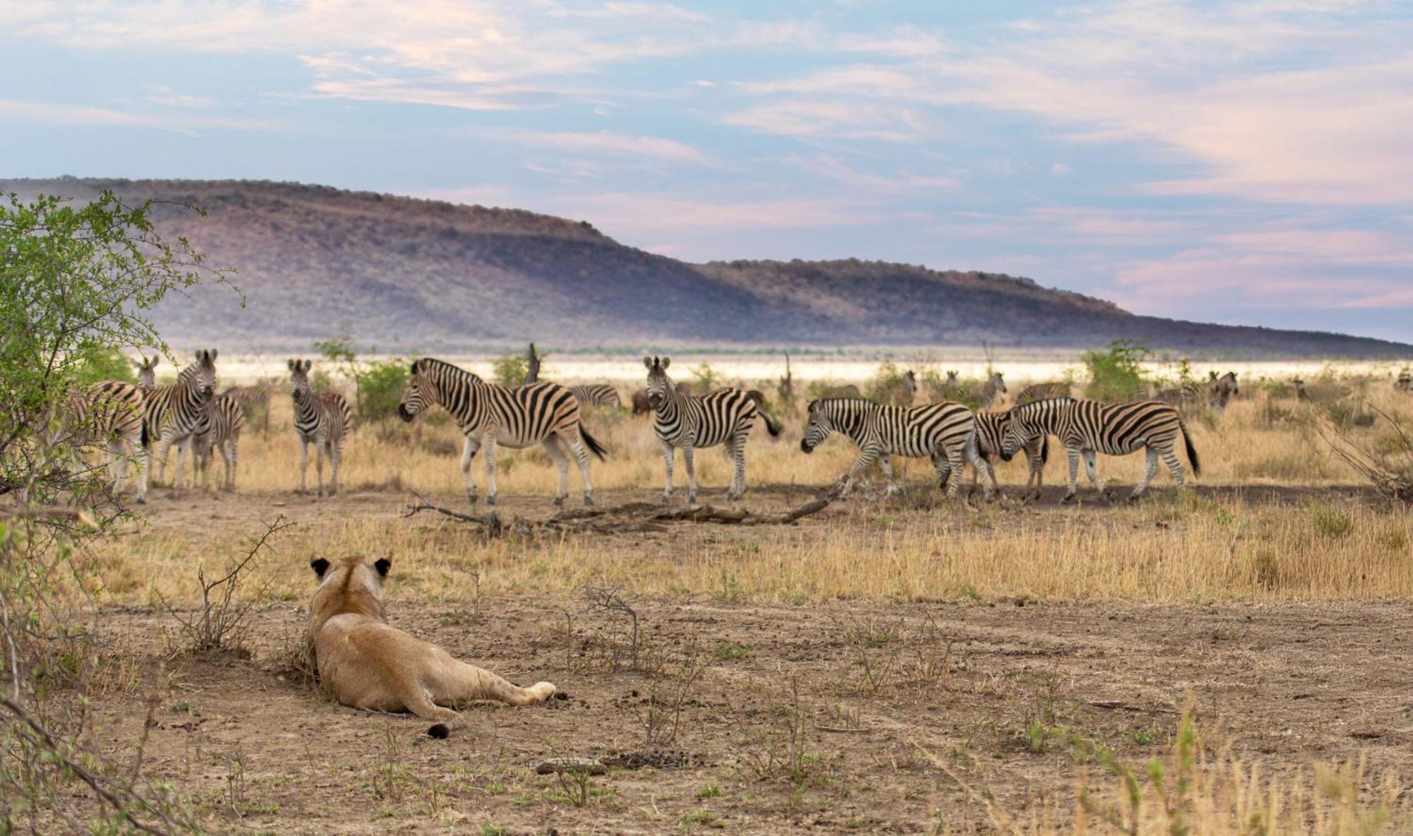 Tuningi Safari Lodge Madikwe Game Reserve Eksteriør bilde