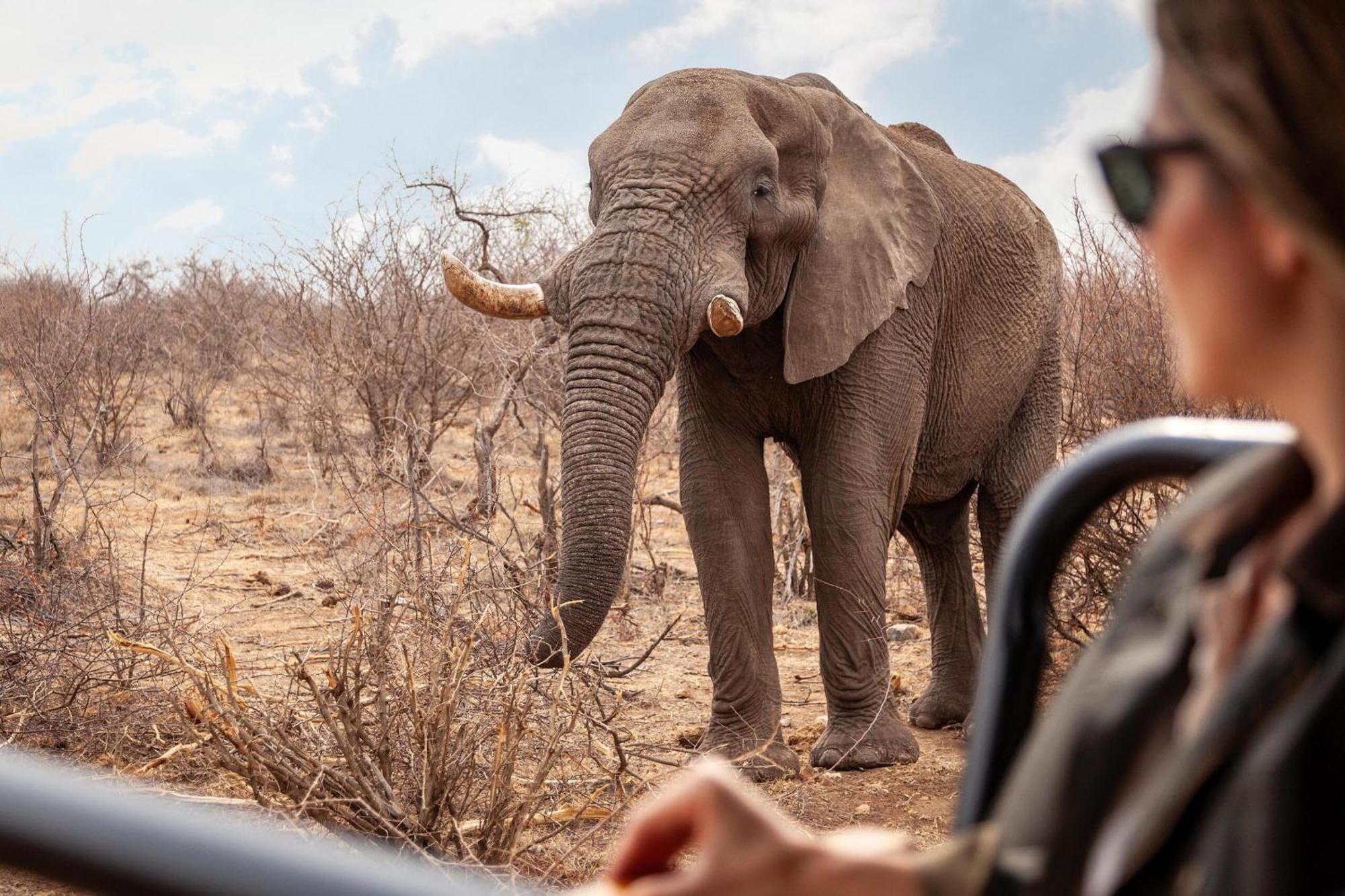 Tuningi Safari Lodge Madikwe Game Reserve Eksteriør bilde