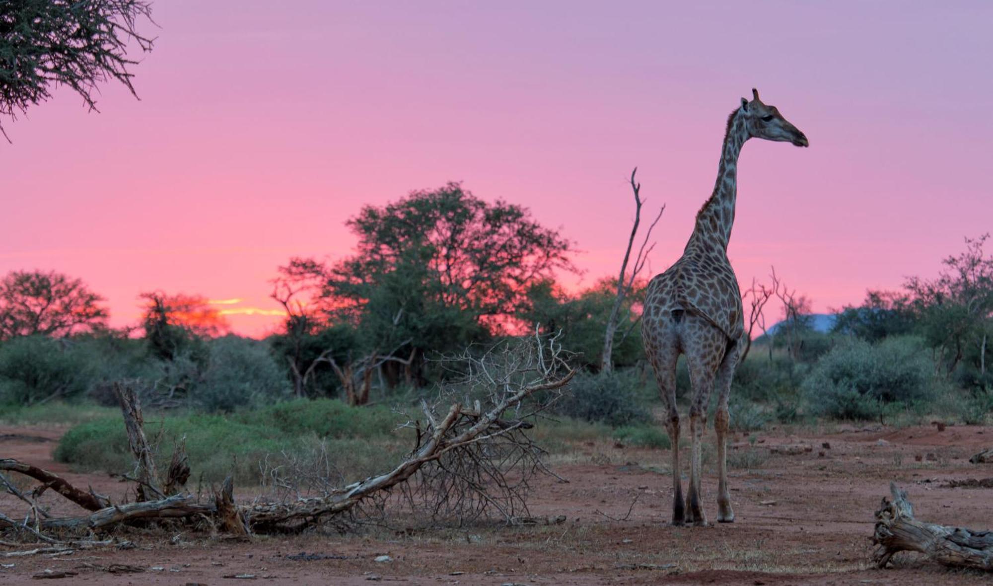 Tuningi Safari Lodge Madikwe Game Reserve Eksteriør bilde