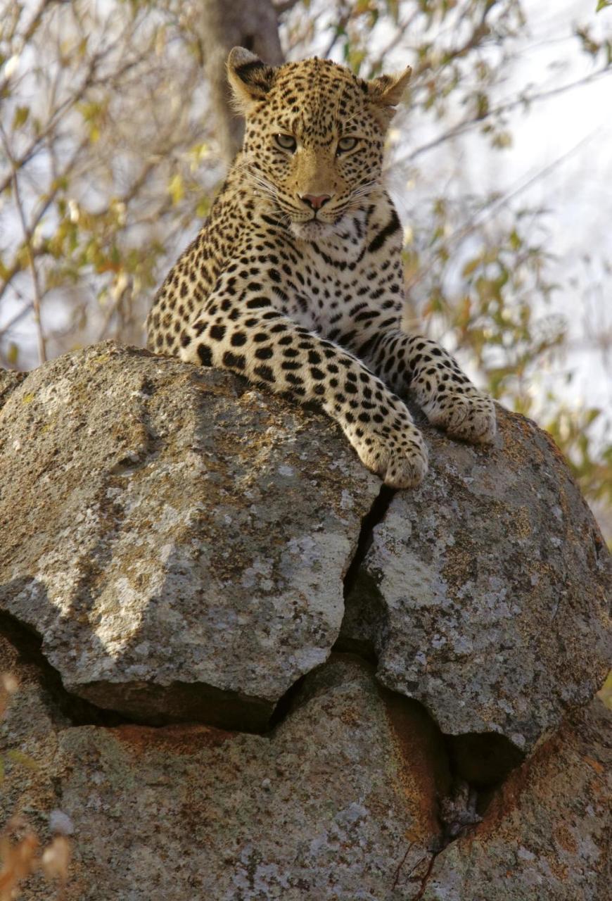Tuningi Safari Lodge Madikwe Game Reserve Eksteriør bilde