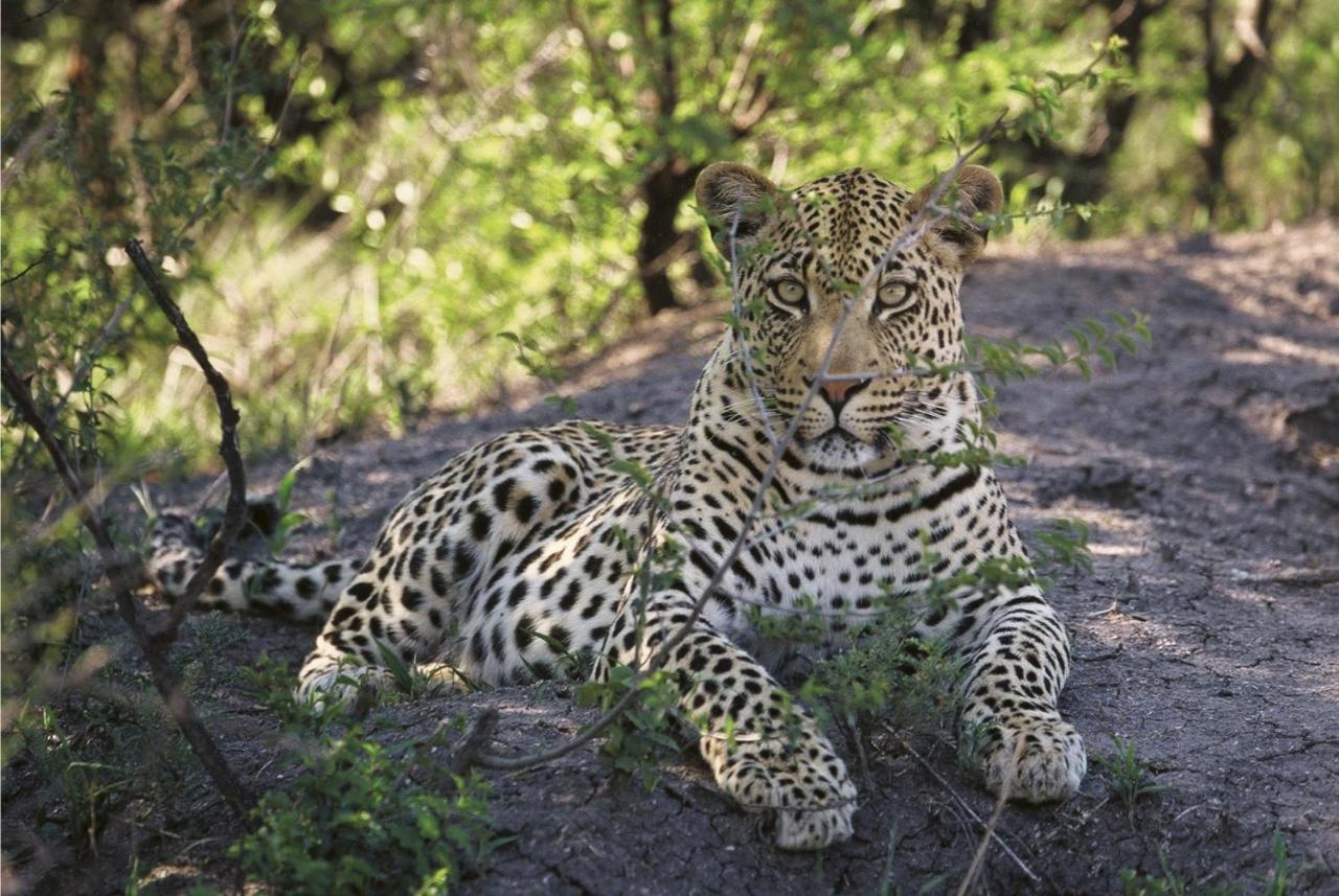 Tuningi Safari Lodge Madikwe Game Reserve Eksteriør bilde