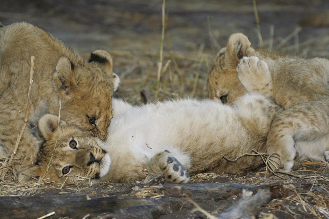 Tuningi Safari Lodge Madikwe Game Reserve Eksteriør bilde