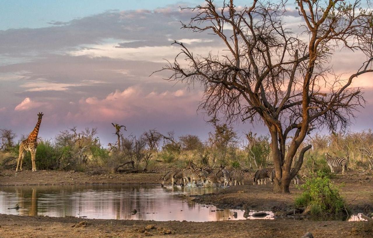 Tuningi Safari Lodge Madikwe Game Reserve Eksteriør bilde