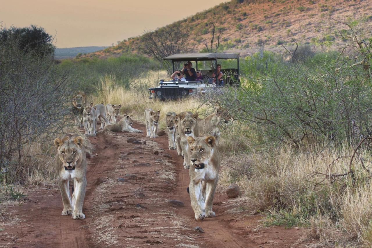 Tuningi Safari Lodge Madikwe Game Reserve Eksteriør bilde